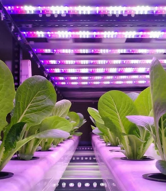 Hydroponic Lighting Systems